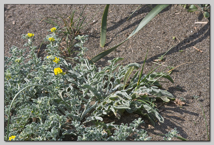 Vegetazione dunale... chiedo l''impossibile