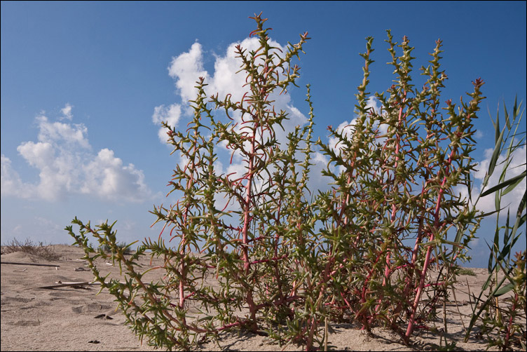 Salsola kali e Salsola soda, nelle tracce di Pan