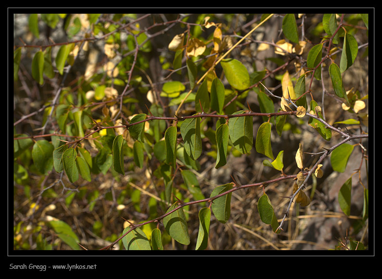 Paliurus spina-christi / Marruca