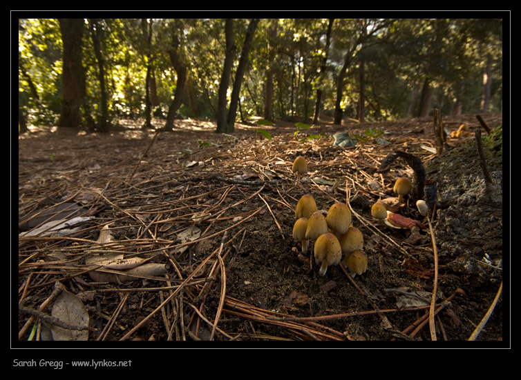 Un Coprinus nelle terre bruciate