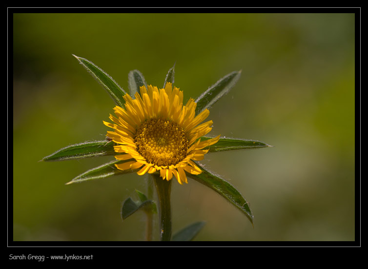 Pallenis spinosa