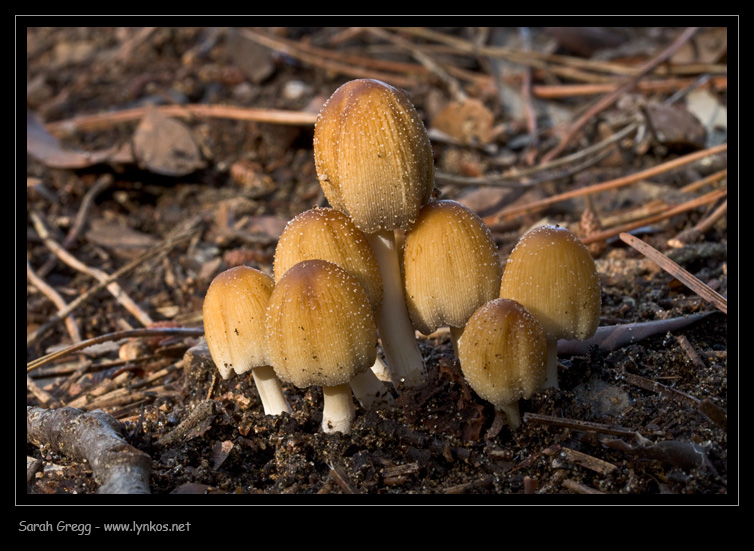 Un Coprinus nelle terre bruciate