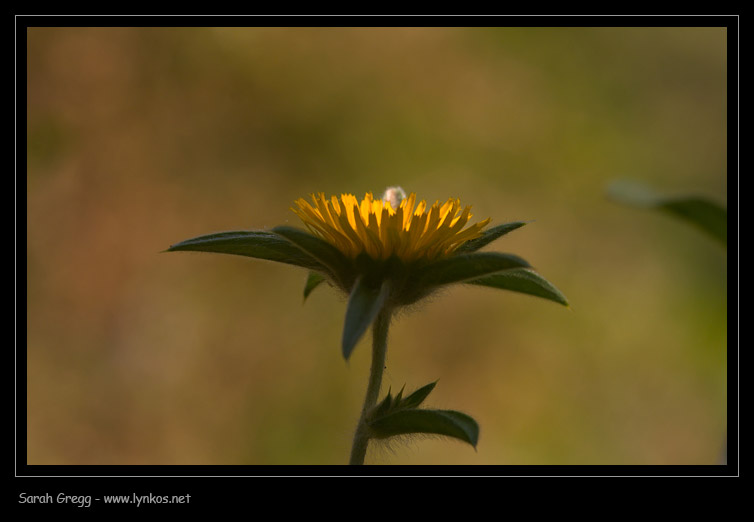 Pallenis spinosa