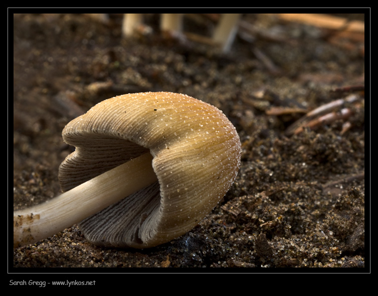 Un Coprinus nelle terre bruciate