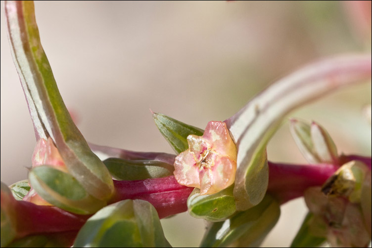 Salsola kali e Salsola soda, nelle tracce di Pan