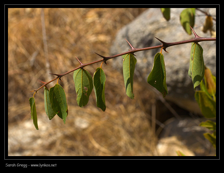 Paliurus spina-christi / Marruca