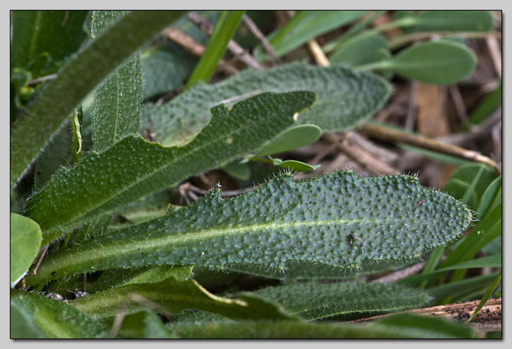 Brassicaceae della Majella!!!