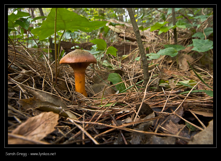 Chroogomphus rutilus