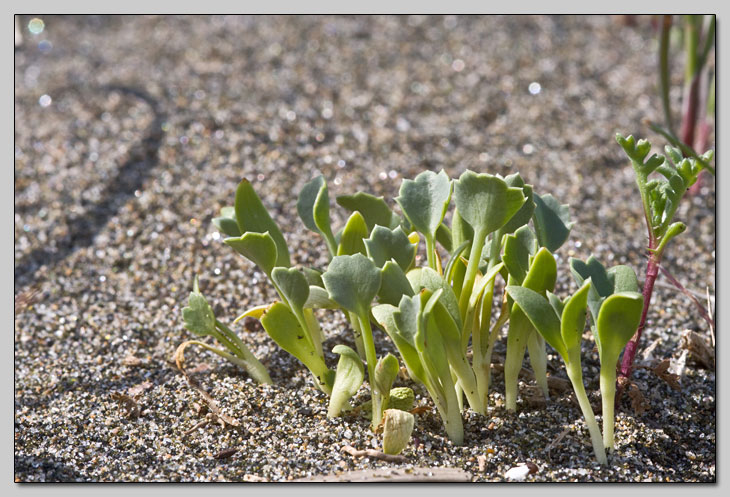 Vegetazione dunale... chiedo l''impossibile