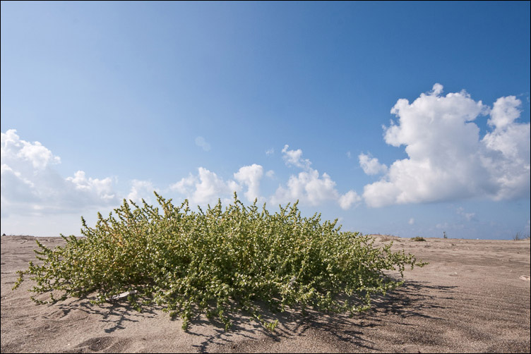 Salsola kali e Salsola soda, nelle tracce di Pan