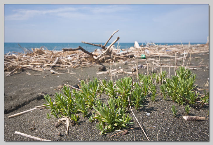 Vegetazione dunale... chiedo l''impossibile