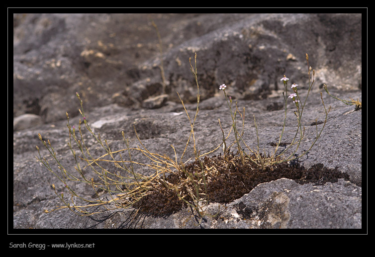 Petrorhagia saxifraga