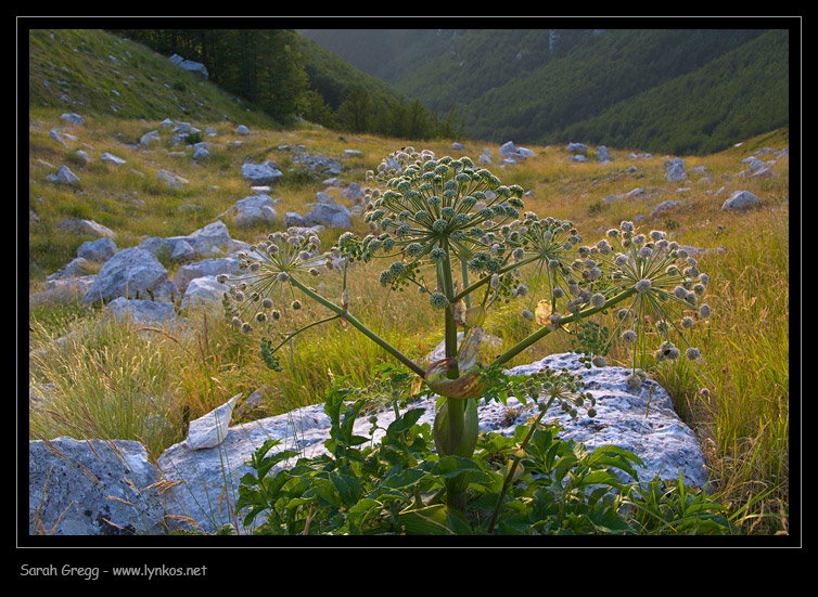 Angelica sylvetris / Angelica selvatica