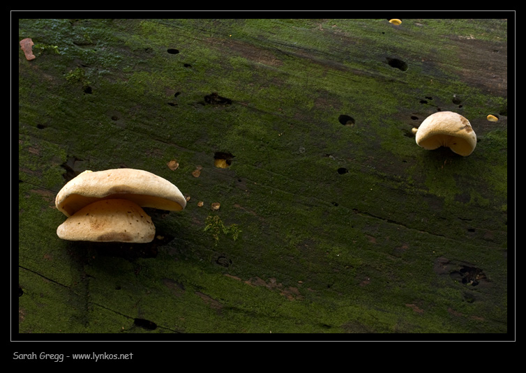 Che sia Tapinella? (cfr. Tapinella panuoides)