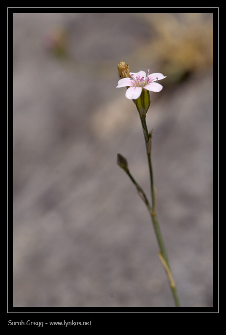 Petrorhagia saxifraga