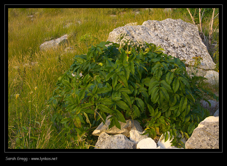 Angelica sylvetris / Angelica selvatica