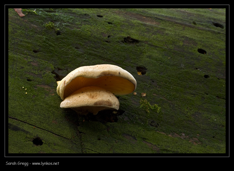 Che sia Tapinella? (cfr. Tapinella panuoides)