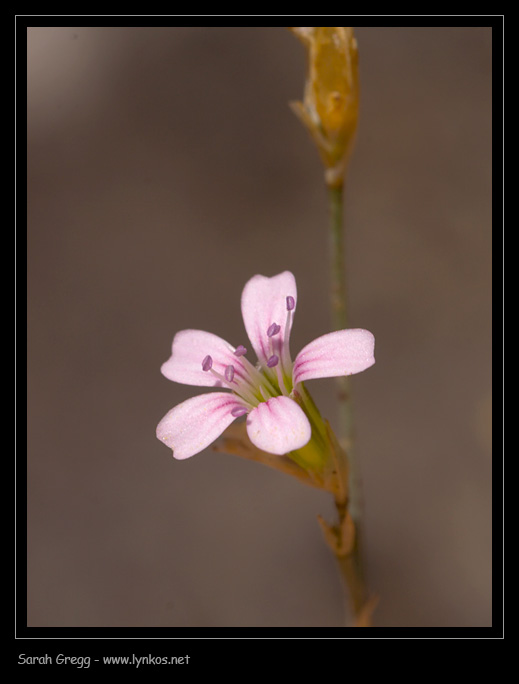 Petrorhagia saxifraga