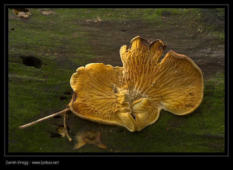 Che sia Tapinella? (cfr. Tapinella panuoides)