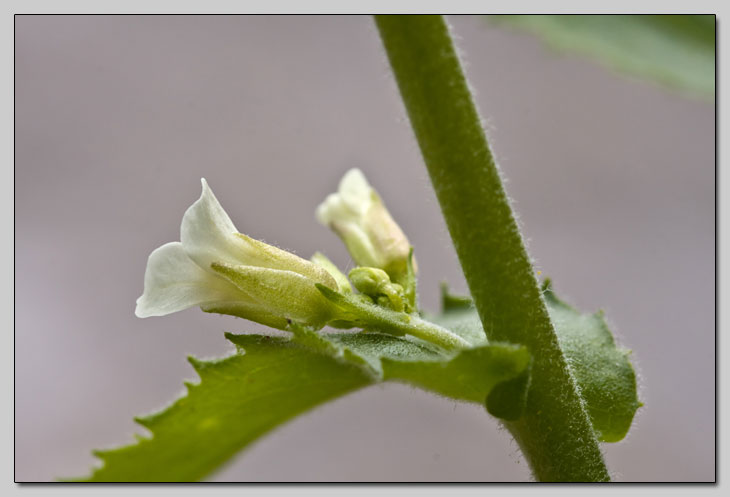 Brassicaceae della Majella!!!