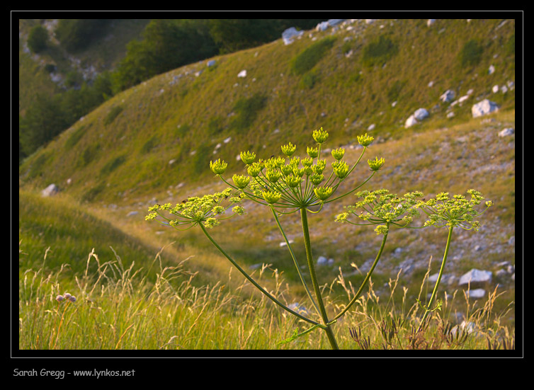 Angelica sylvetris / Angelica selvatica