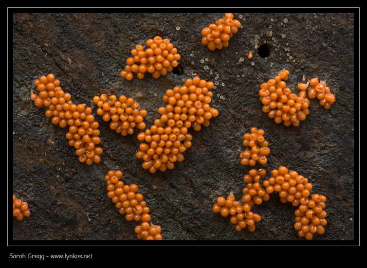 Trichia... una specie o due?