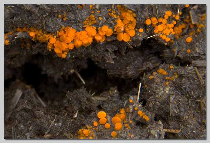 Piccoli dischi su sterco di mucca (cfr. Cheilymenia sp.)