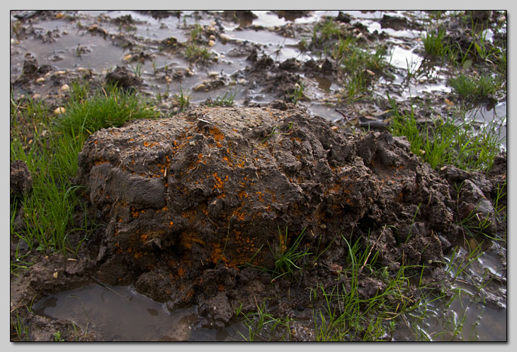 Piccoli dischi su sterco di mucca (cfr. Cheilymenia sp.)