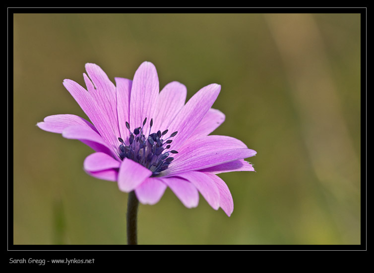 E'' arrivata  primavera.-Crocus biflorus e  Anemone hortensis