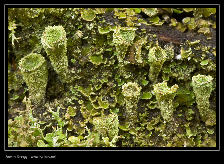 Si pu dire pi che Cladonia sp.?