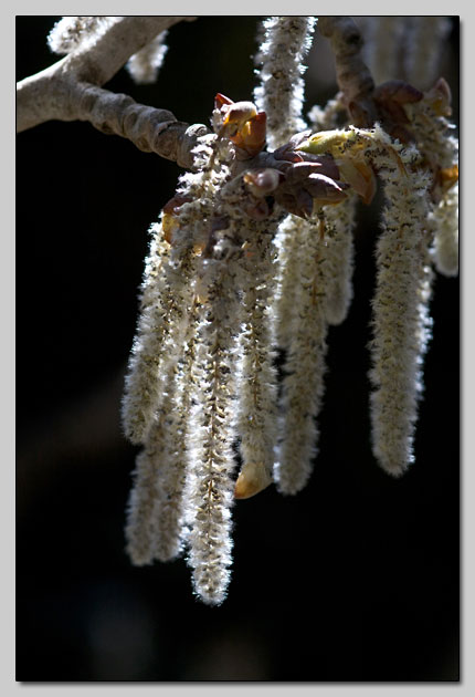 Populus alba