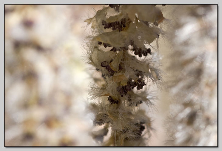 Populus alba