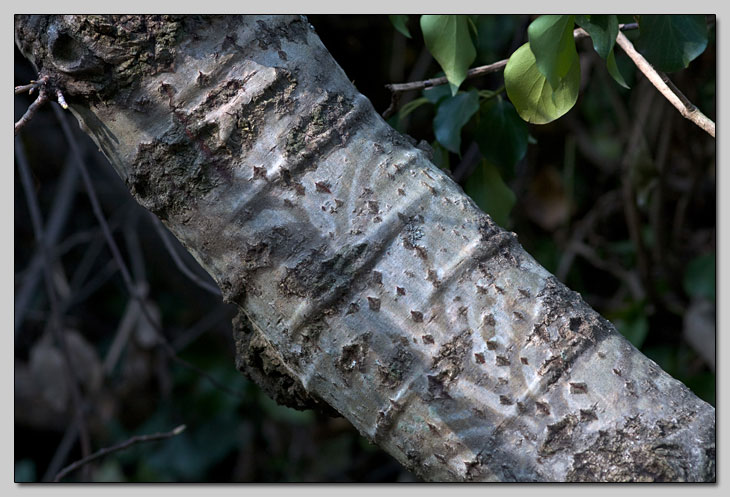 Populus alba