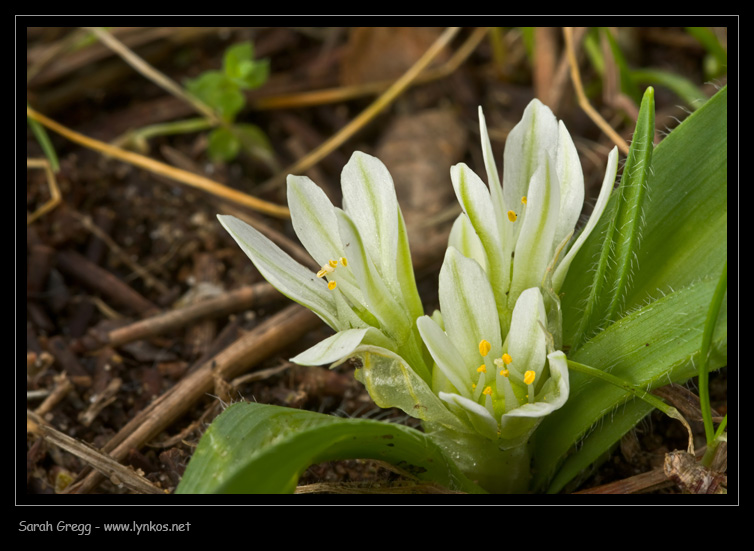Allium chamaemoly / Aglio minuscolo