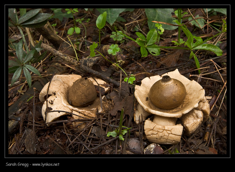 Due Geastrum a confronto