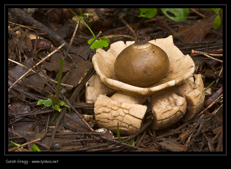 Due Geastrum a confronto