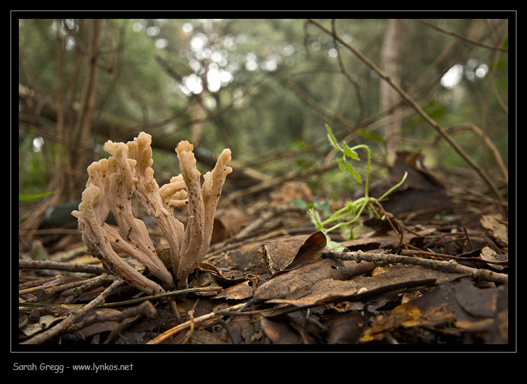 Clavulina cinerea