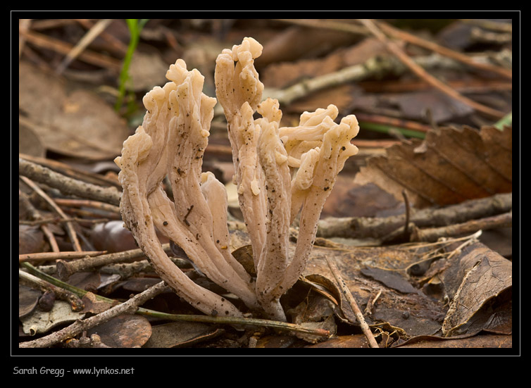 Clavulina cinerea