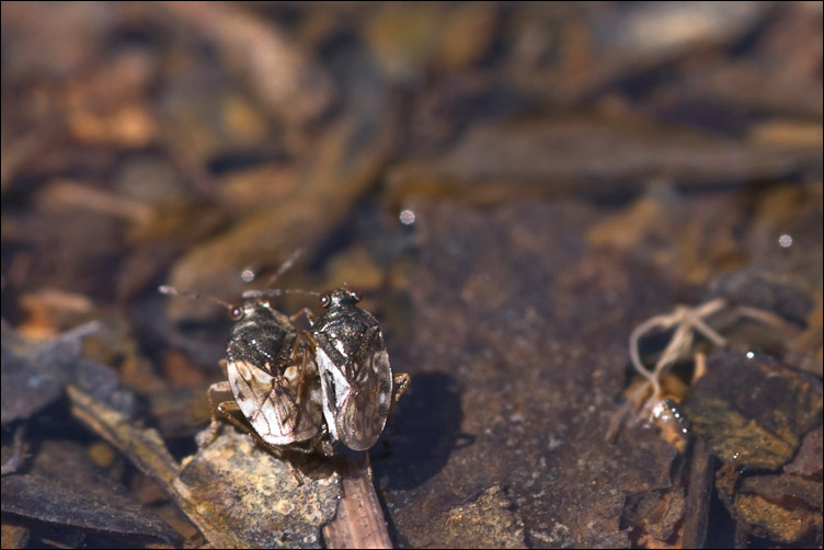 Eterotteri sull''acqua