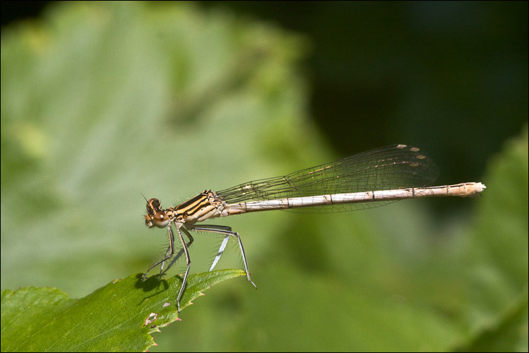 Il dubbio eterno - P. pennipes e I. elegans (femmine)