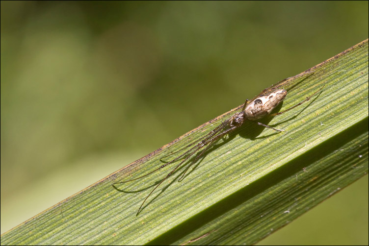 Tetragnatha sp.