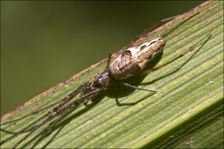 Tetragnatha sp.