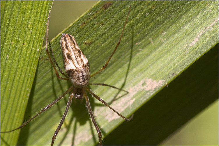 Tetragnatha sp.