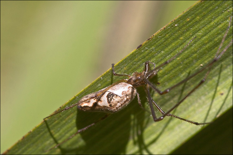 Tetragnatha sp.