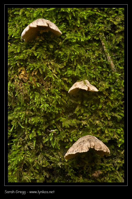 Un altro Schizophyllum? (cfr. Entoloma byssisedum)