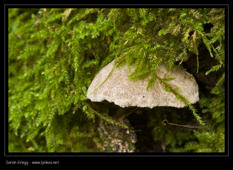 Un altro Schizophyllum? (cfr. Entoloma byssisedum)