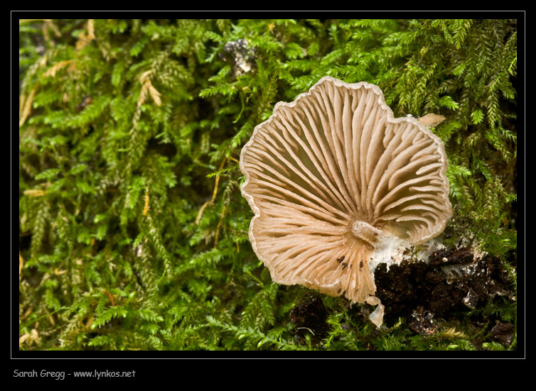 Un altro Schizophyllum? (cfr. Entoloma byssisedum)