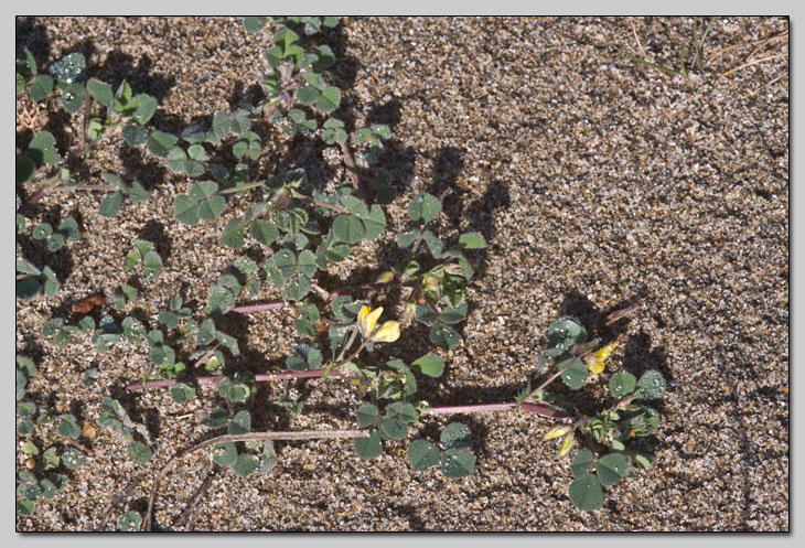 Piccolo Fabaceae della sabbia