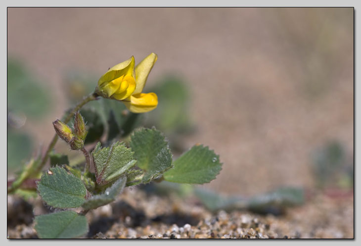 Piccolo Fabaceae della sabbia