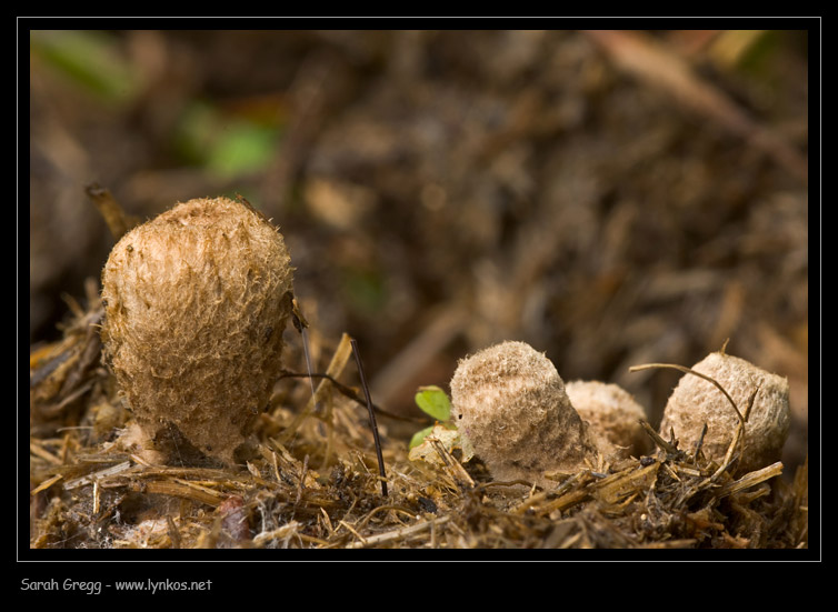 Cyathus olla e Cyathus stercoreus a confronto